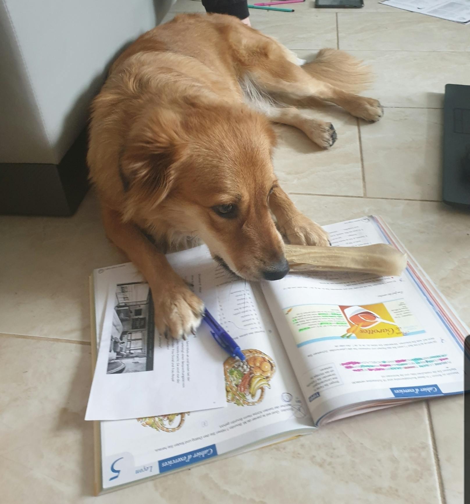 "Home Schooling mit Hund und Knochen"