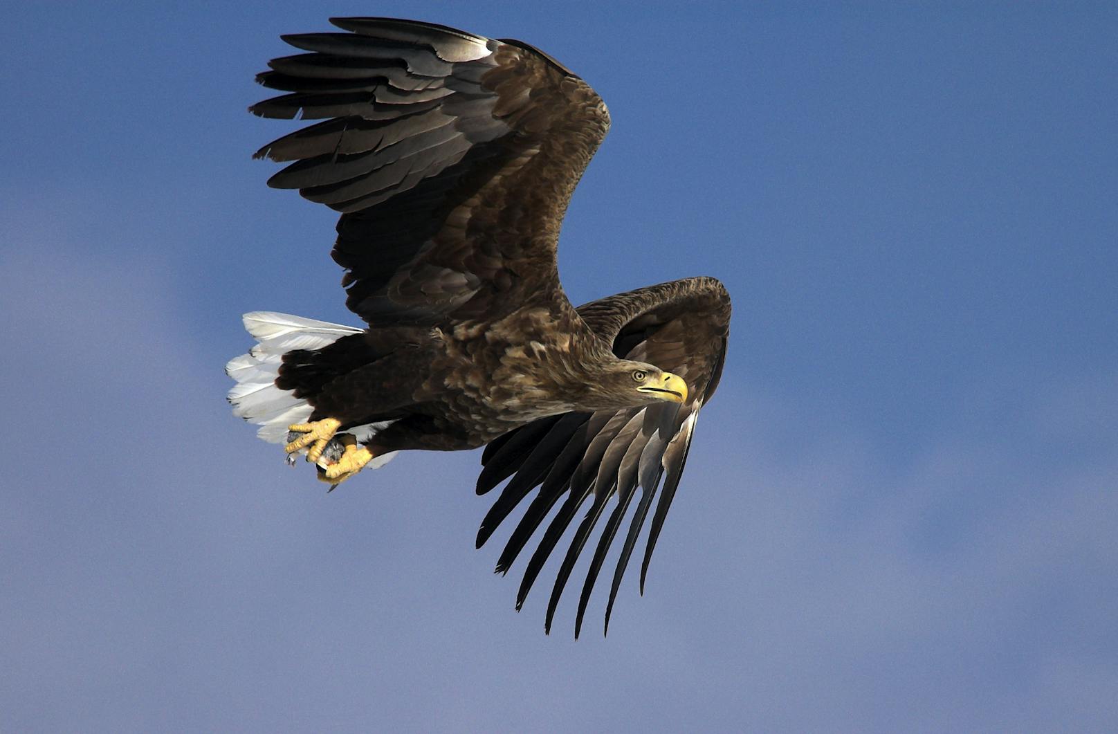 Die Besenderung liefert neue wissenschaftliche Erkenntnisse über die bevorzugten Flugrouten bis hin zum Paarungsverhalten der Adler.