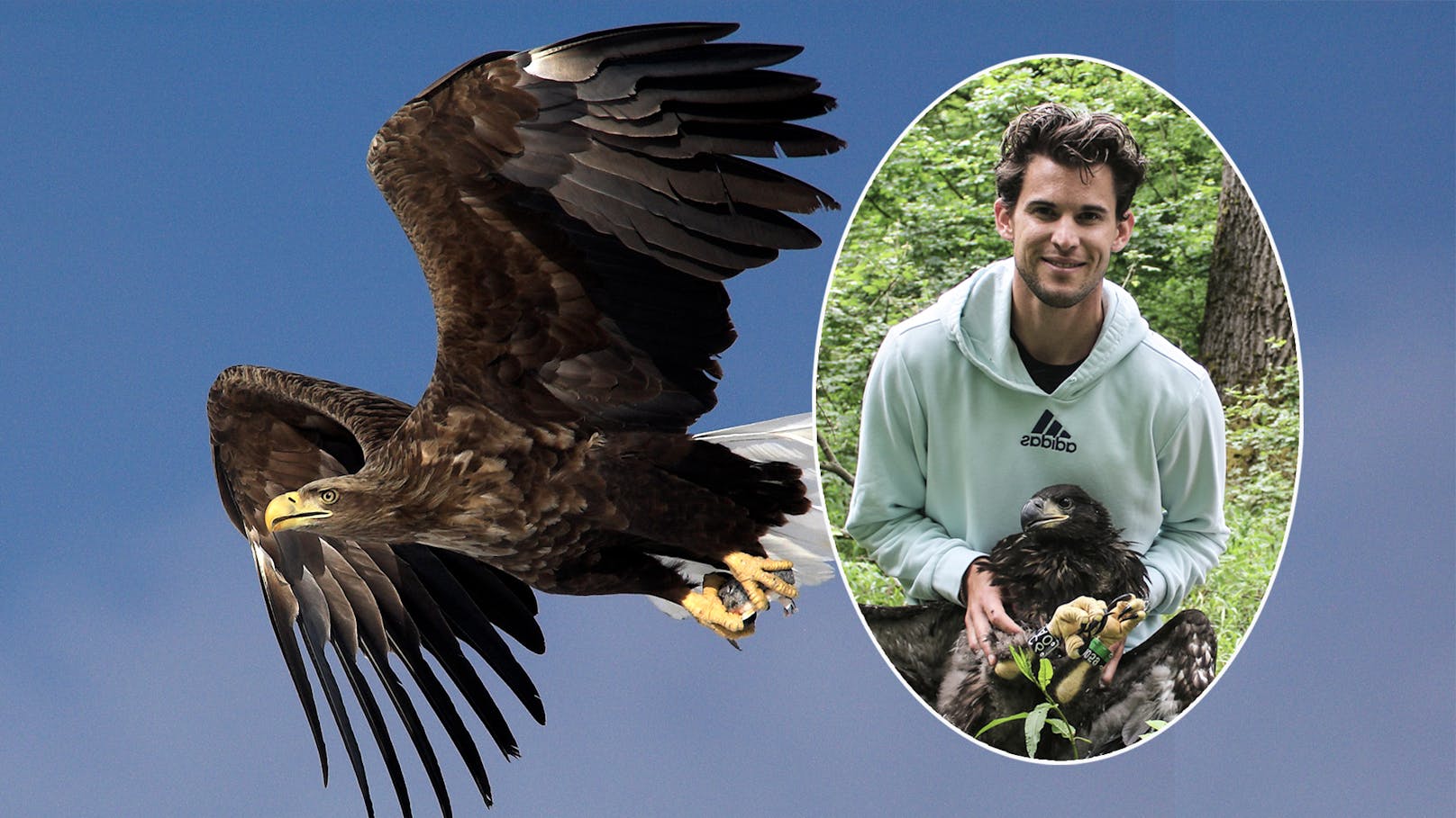 Tennis-Star Dominic Thiem zeigt ein Herz für Österreichs Wappentier - den Seeadler.&nbsp;
