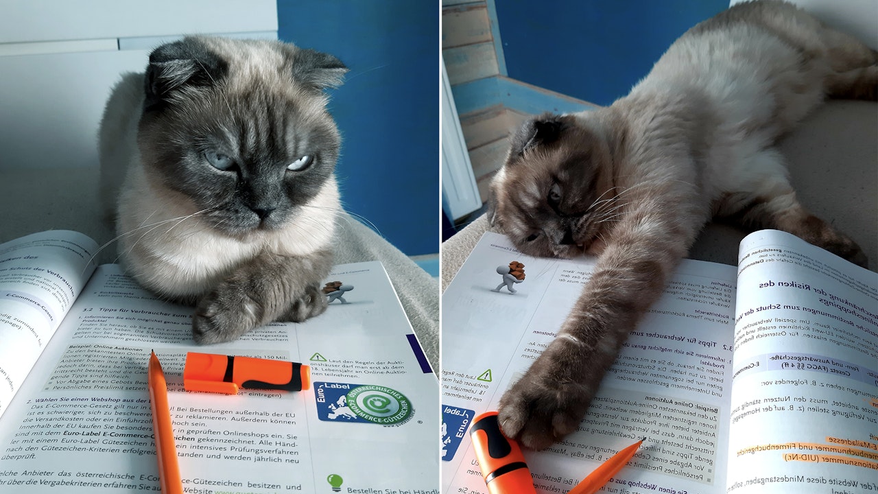 Heute.at - 55 Tierfotos unserer Leser, die gute Laune machen