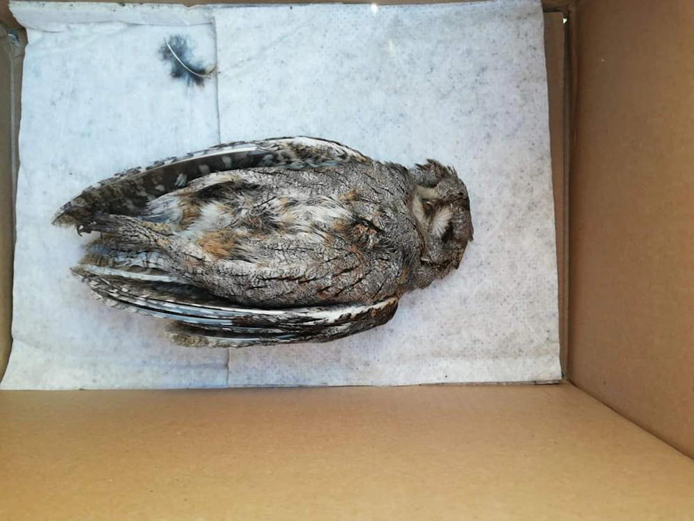 Vogel in Neunkirchen getötet