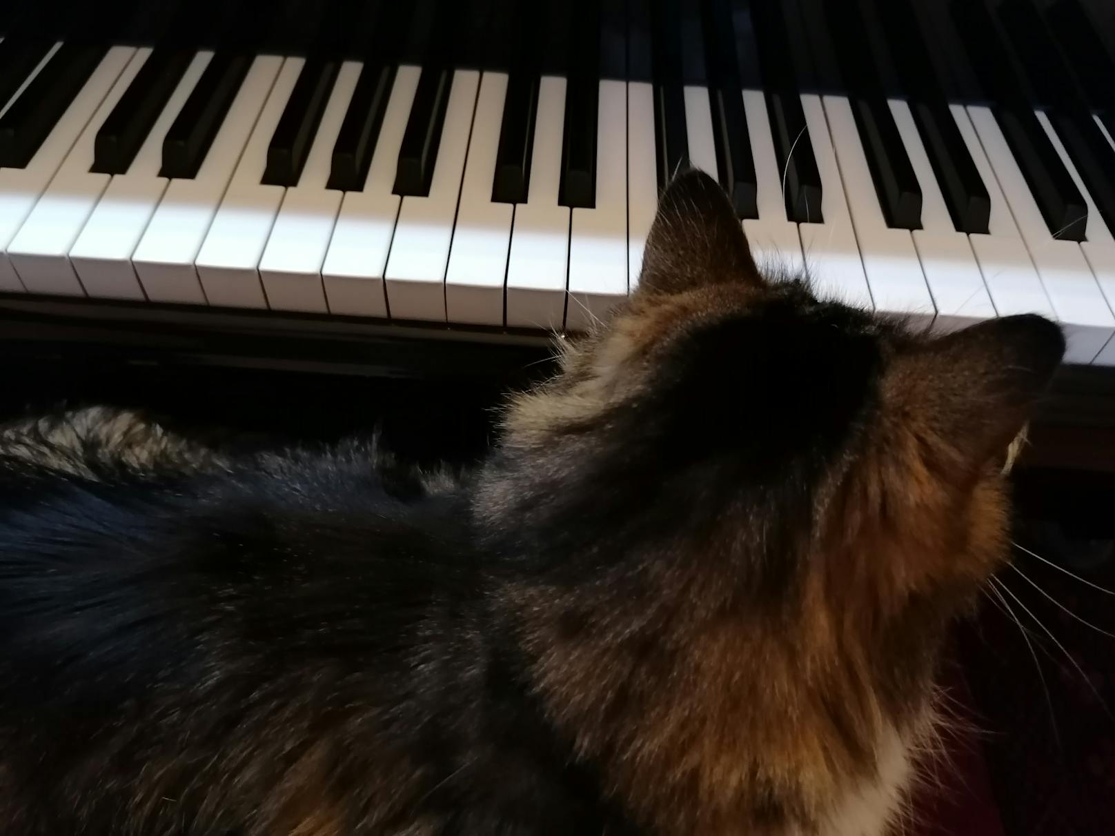 "Mein süßer Kater Socke hilft mir immer beim Klavier üben und online Unterrichten!"