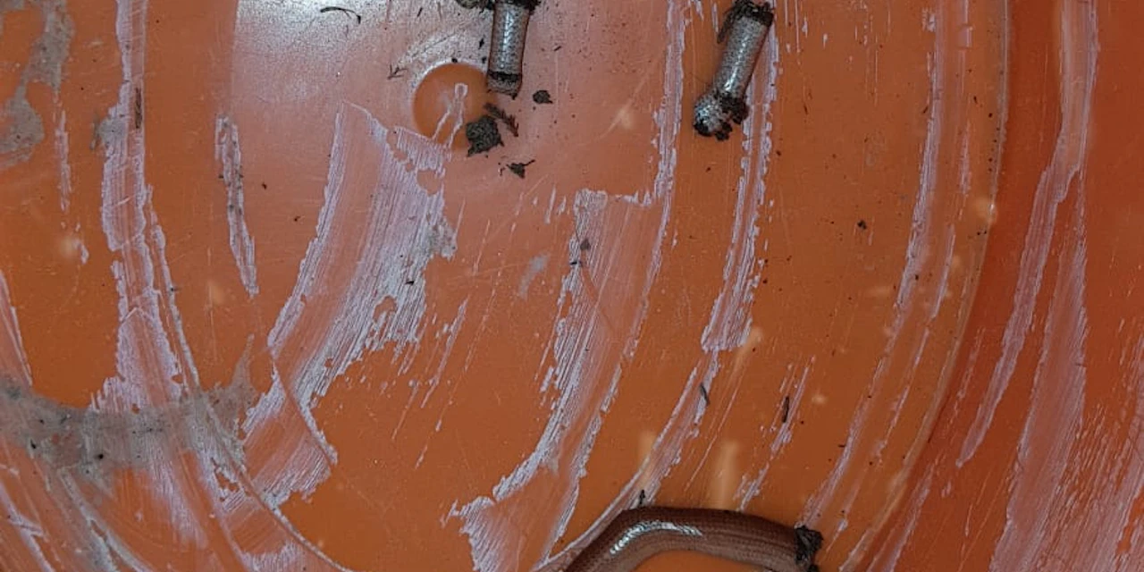 Frau Zerhackte Giftschlange Heute At