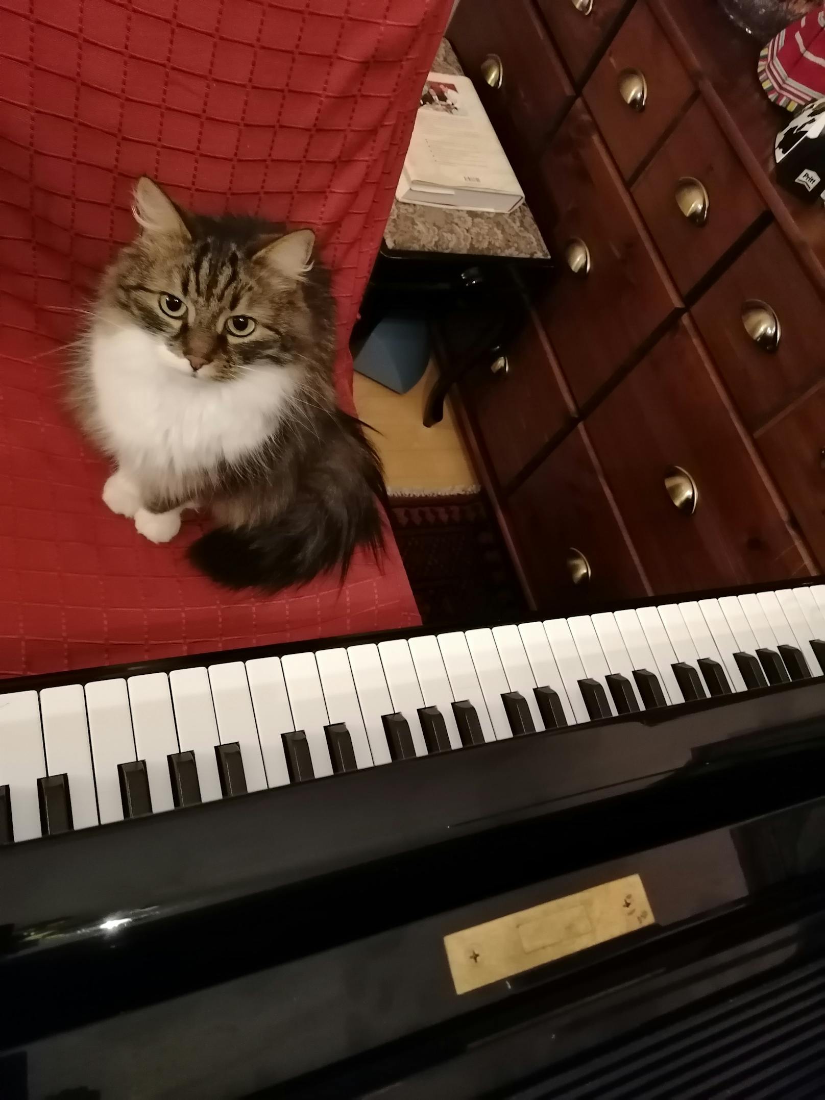  "Mein süßer Kater Socke hilft mir immer beim Klavier üben und online Unterrichten!"