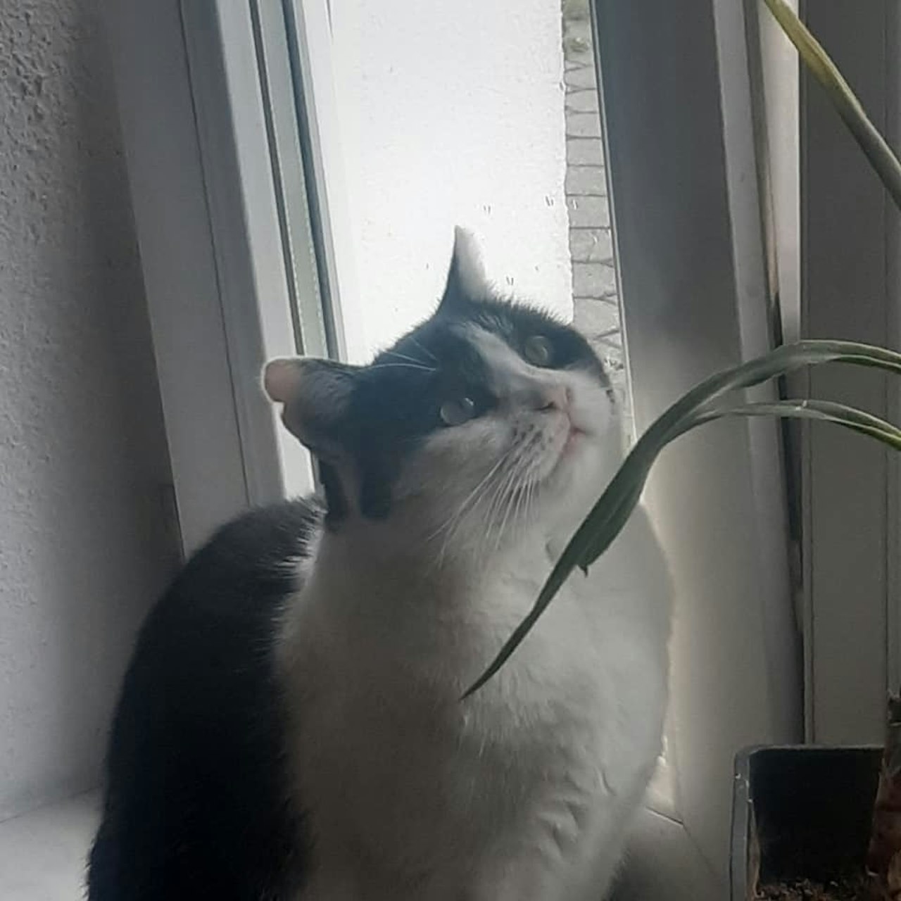 Heute.at - Katze totgetreten – Killer filmten Bluttat selbst mit