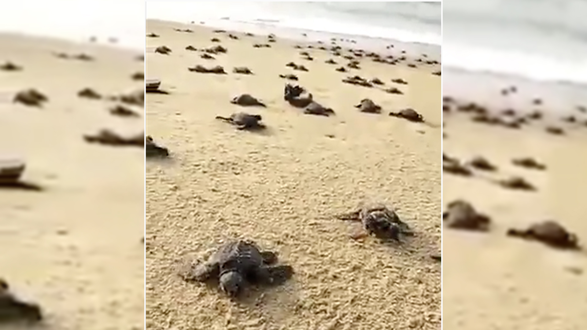 Millionen Baby-Schildkröten am Weg ins Meer Millionen Baby-Schildkröten am Weg ins Meer
