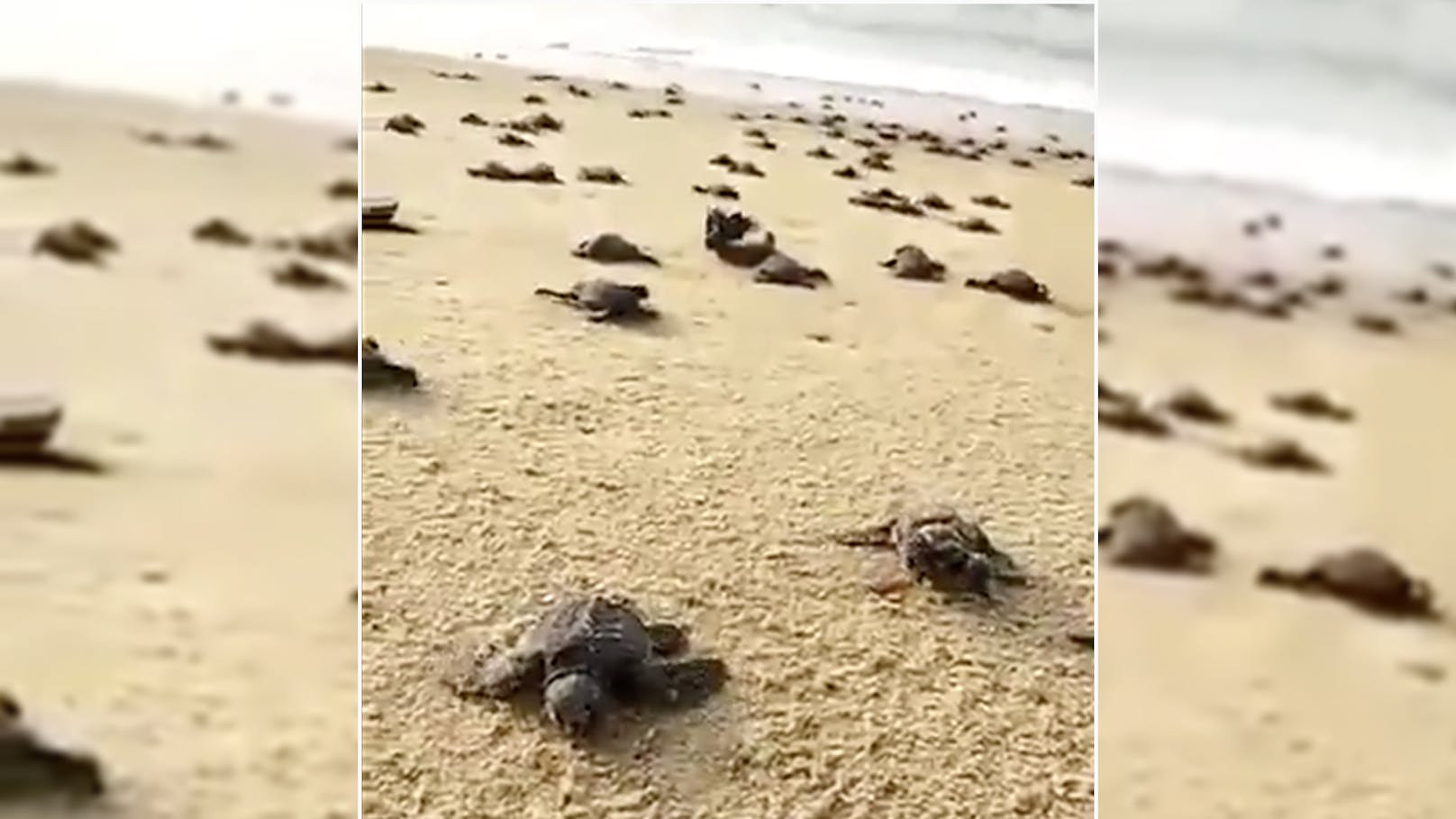 Frisch geschlüpfte Meeresschildkröten an einem menschenleeren Strand in Indien auf dem Weg ins Meer