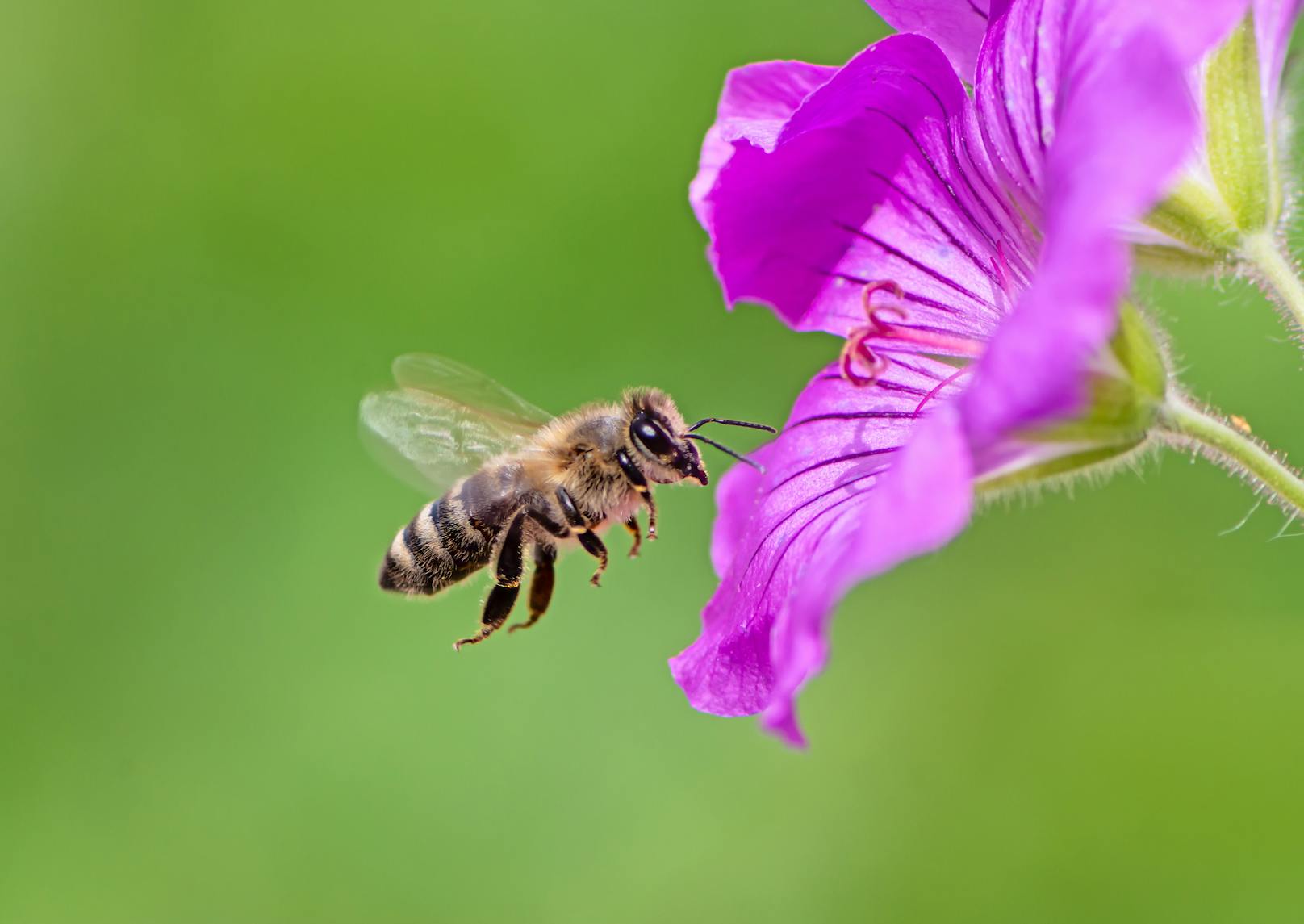 Was ist der Zusammenhang vom Bienensterben mit dem Ende der Menschheit?