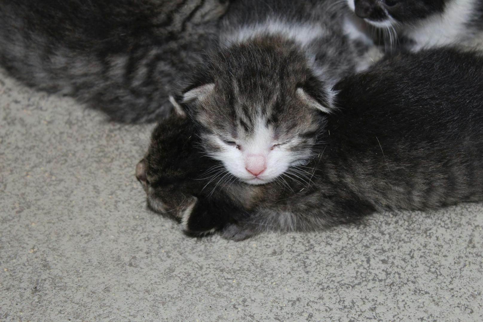 Im Wiener Tierschutzverein brachte Lizzy nun vier Kitten zu Welt.&nbsp;