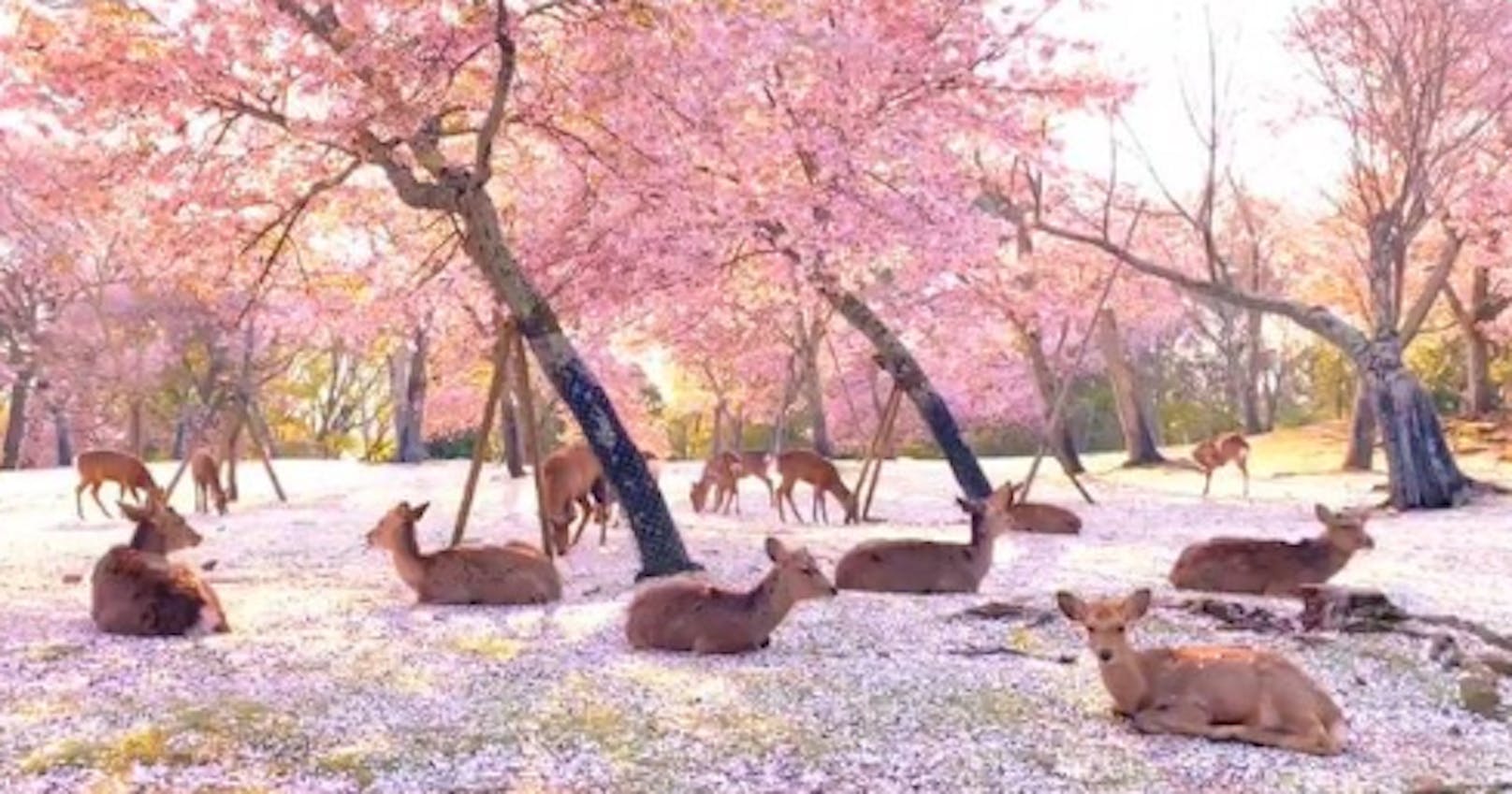 <strong>Wunderschön:</strong> <a href="https://tierisch.heute.at/a/100082973/keine-touristen---%C3%BCber-1000-rehe-geniessen-park">Statt Touristen, über 1000 Rehe im berühmten Nara Park in Japan</a>. (Mai 2020)<br>