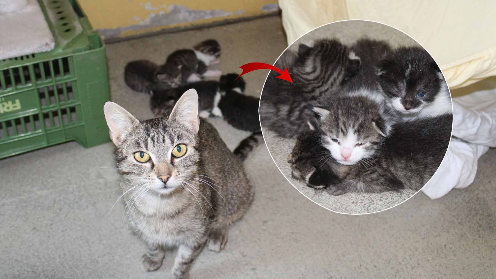 Katze trächtig ausgesetzt - jetzt sind Babys da Katze trächtig ausgesetzt - jetzt sind Babys da