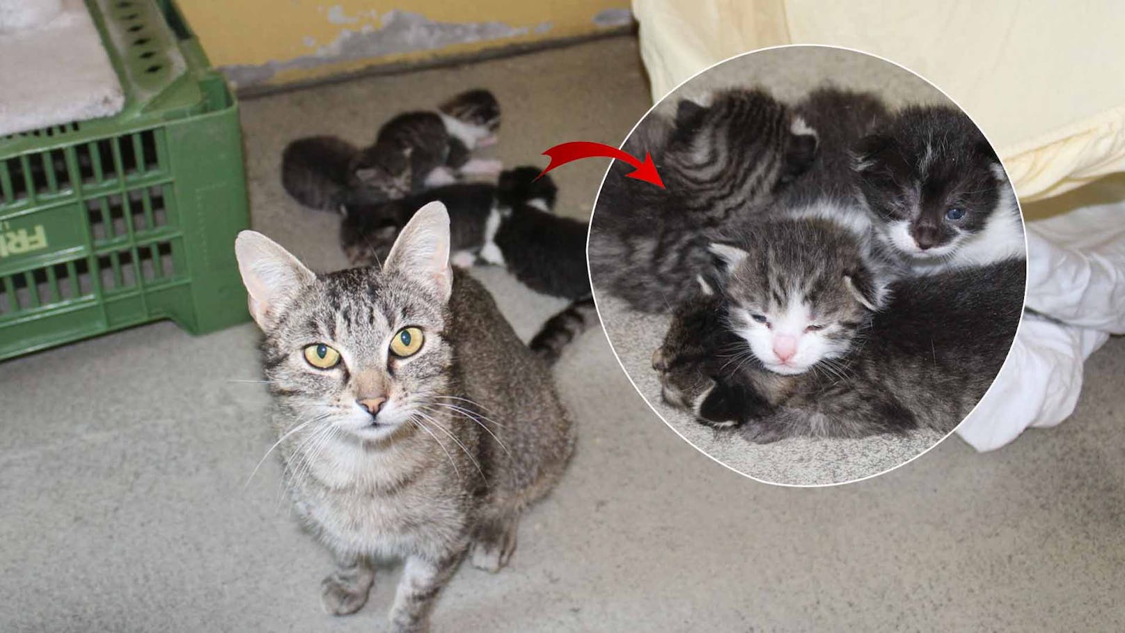 Ausgesetzte Katze Lizzy hat im Wiener Tierschutzverein vier Kitten geboren-
