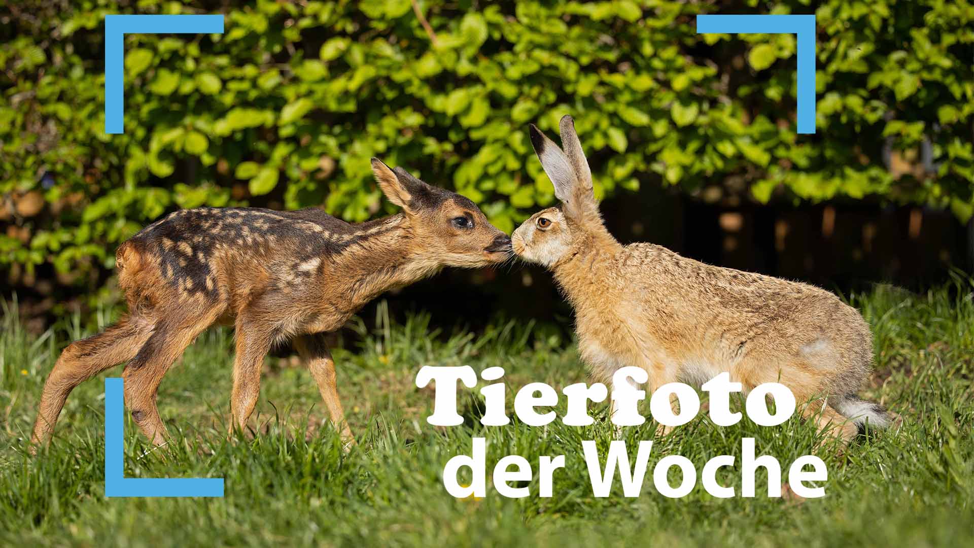 Tierfoto des Tages - "Wollen wir Freunde sein?" Tierfoto des Tages - "Wollen wir Freunde sein?"