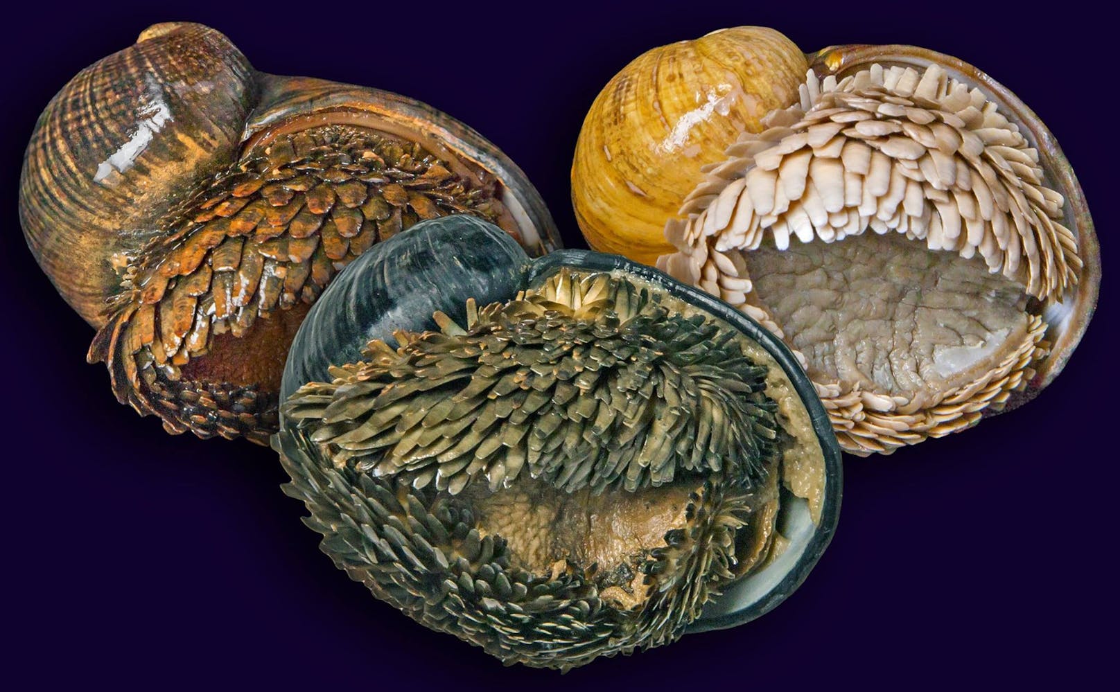 Das Aussehen der Schuppenfußschnecken (Chrysomallon squamiferum) unterscheidet sich zwischen den bekannten Fundorten stark.