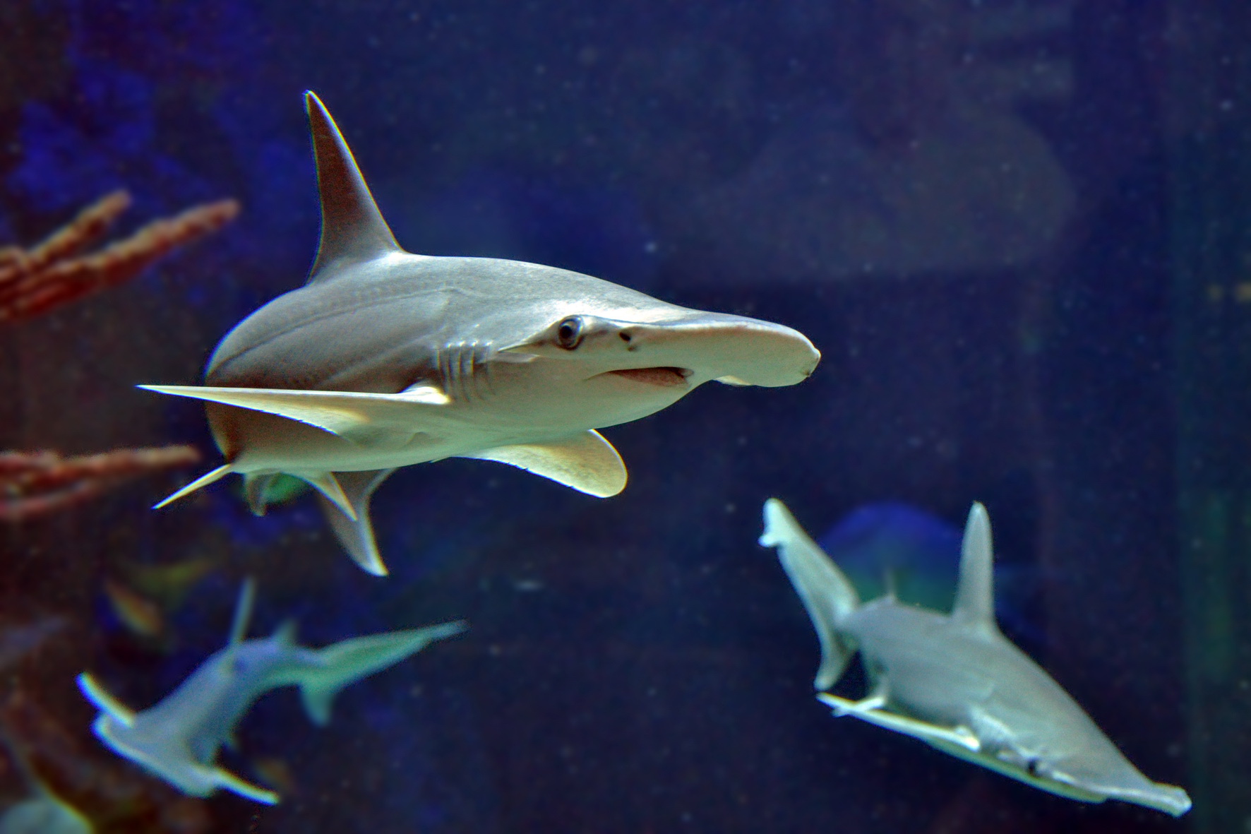 Auch die Hammerhaie können wieder bewundert werden.