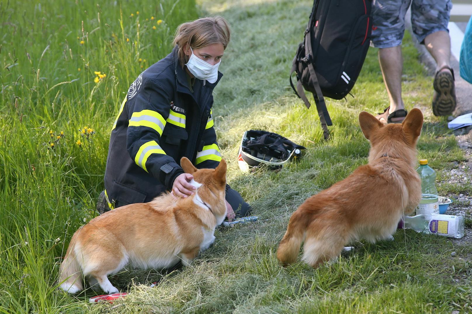 Die beiden Hunde des Pkw-Lenkers werden von einer Helferin versorgt.