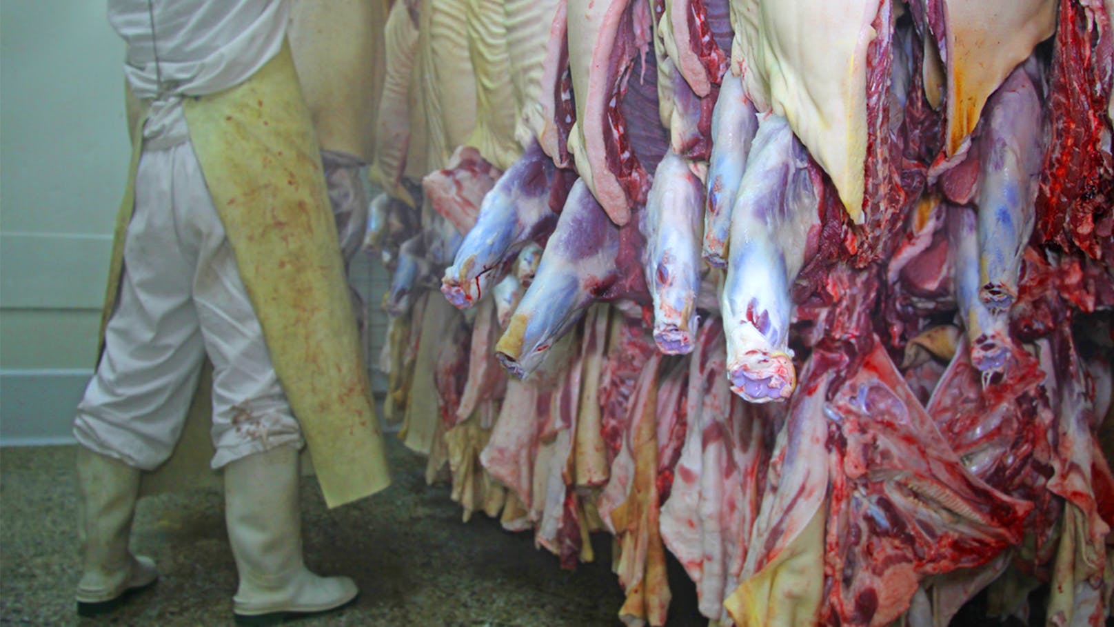 Corona-Hotspot Fleischindustrie! Immer mehr infizierte Schlachthof-Mitarbeiter in Deutschland.