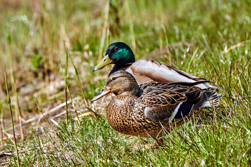 Unbekannte stahlen in Summe 15 Enten