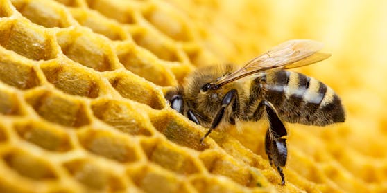 Zum Weltbienentag 10 spannende Fakten über Bienen.&nbsp;