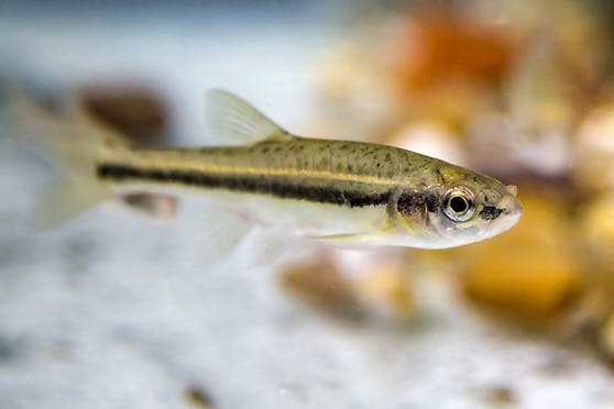 Die Elritze, auch Bitterfisch, Maipiere oder Pfrille genannt, ist ein Kleinfisch aus der Familie der Karpfenfische.