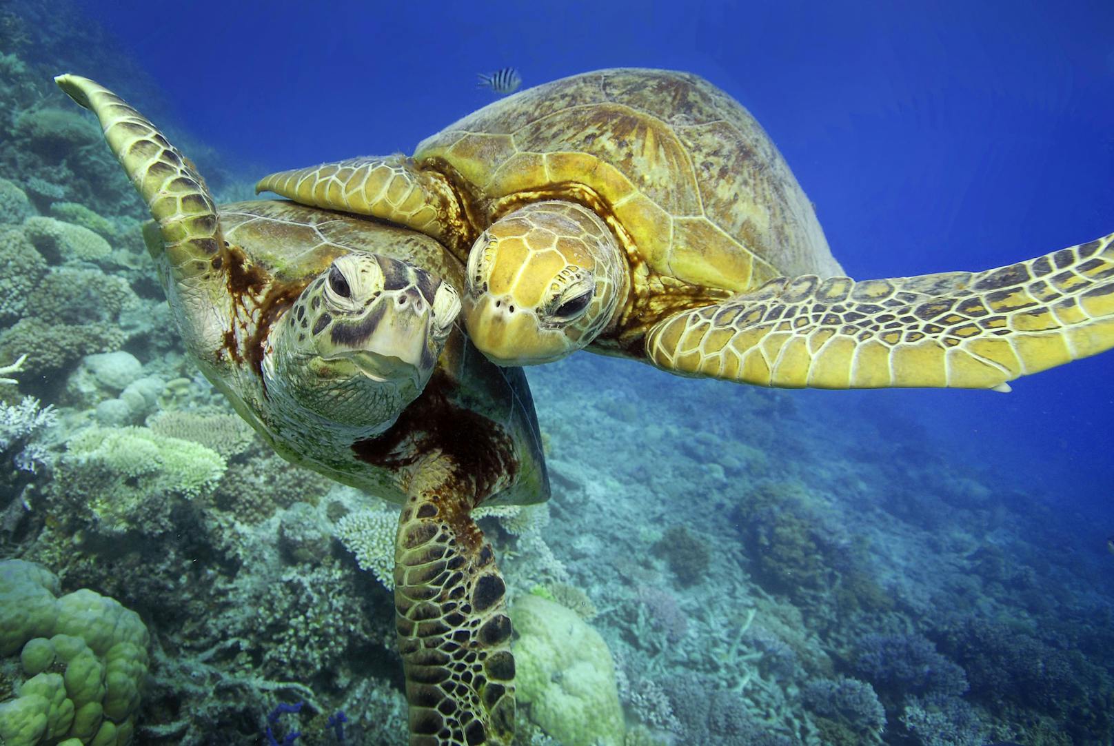 Zwei grüne Meeresschildkröten beim Turteln.&nbsp;Die Grüne Meeresschildkröte (Chelonia mydas) ist nicht nur grün, sondern auch schwarzbraun bis gelblichgrün gefärbt. Die Tiere können bis zu 1,5 Meter lang werden und bis zu 200 Kilogramm auf die Waage bringen.&nbsp;