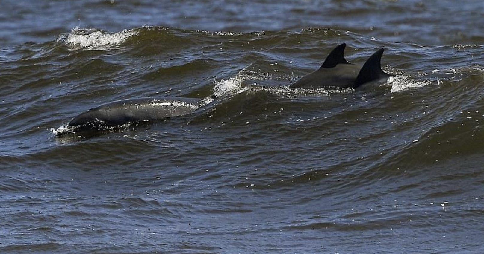 Riesenschwarm von Delfinen vor der Küste Kaliforniens gefilmt.&nbsp;