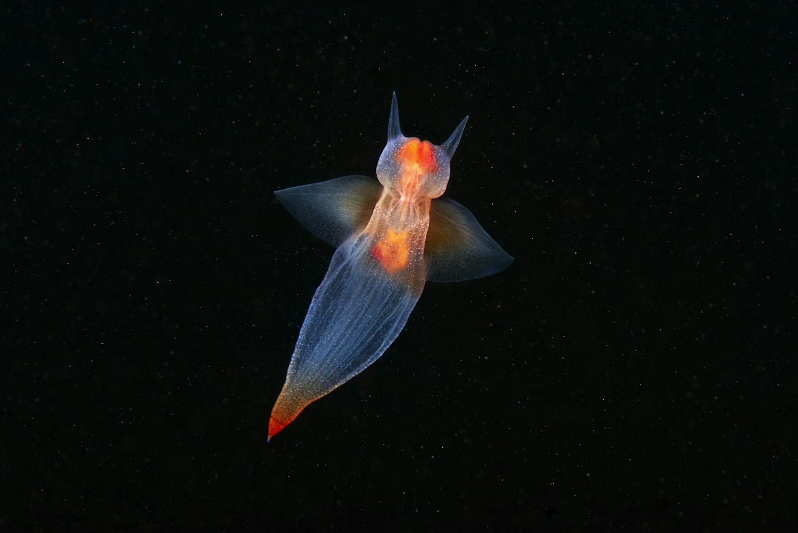 Eine Thecosomata, auch Seeschmetterling oder Flügelschmetterling genannt.&nbsp;Dieses leuchtende, faszinierende Tierchen lebt in kompletter Dunkelheit. Die "Thecosomata" ist eine kleine Meeresschnecke und wird ausgewachsen rund einen Zentimeter groß.