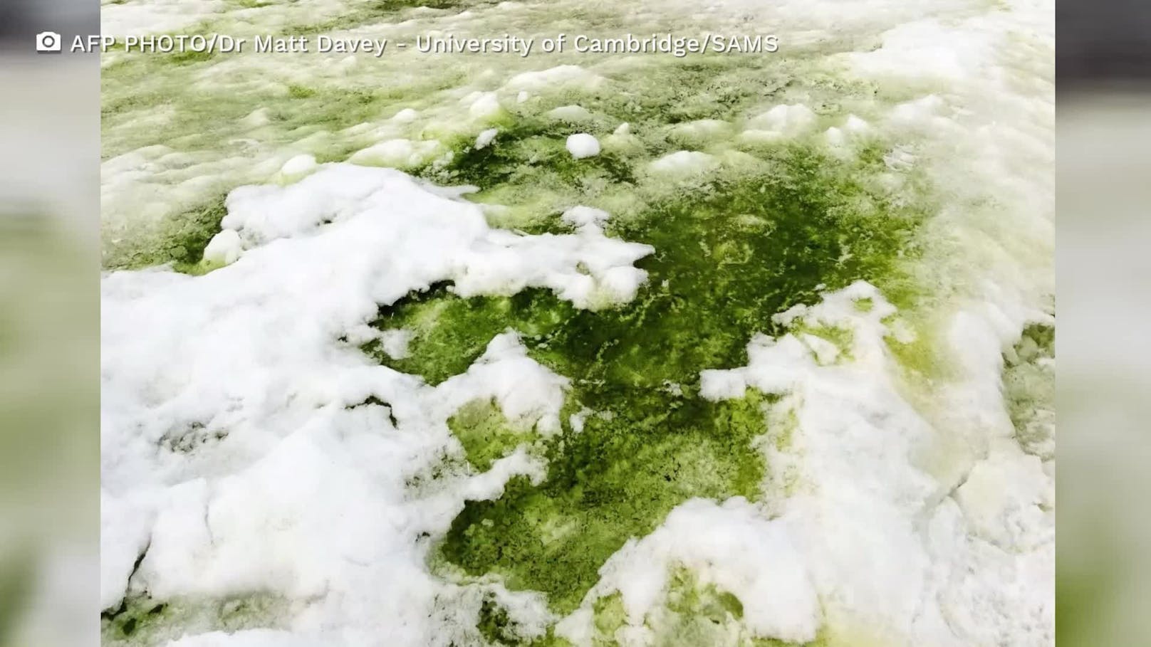 Das verstärkte Wachstum von Algen lässt am Südpol vielerorts den Schnee grün erscheinen.