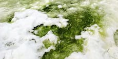Antarktis-Schnee wird grün - das ist der Grund