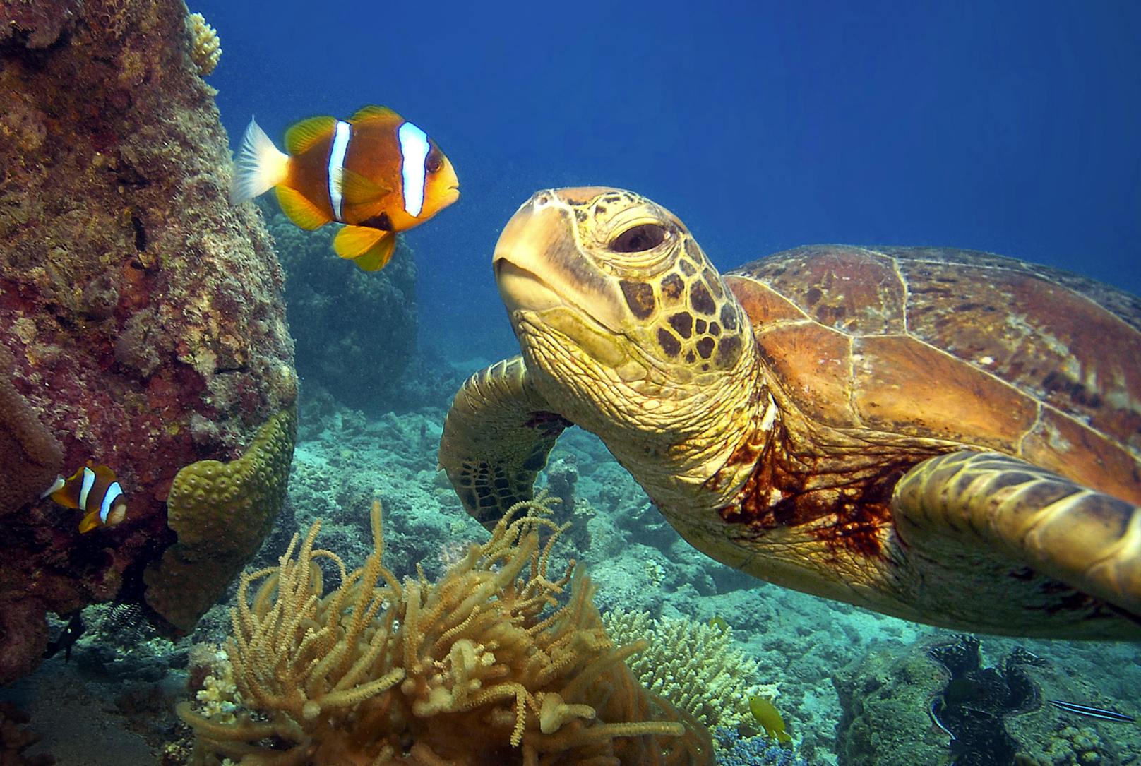 Grüne Meeresschildkröte und ein Clownfisch namens Nemo?&nbsp;Meeresschildkröten sind stark vom Aussterben bedroht.&nbsp;Weltweit gibt es sieben Meeresschildkrötenarten.&nbsp;Sie leben in tropischen und subtropischen Meeren. Die Weibchen kommen nur an Land, um an Stränden ihre Eier abzulegen.&nbsp;