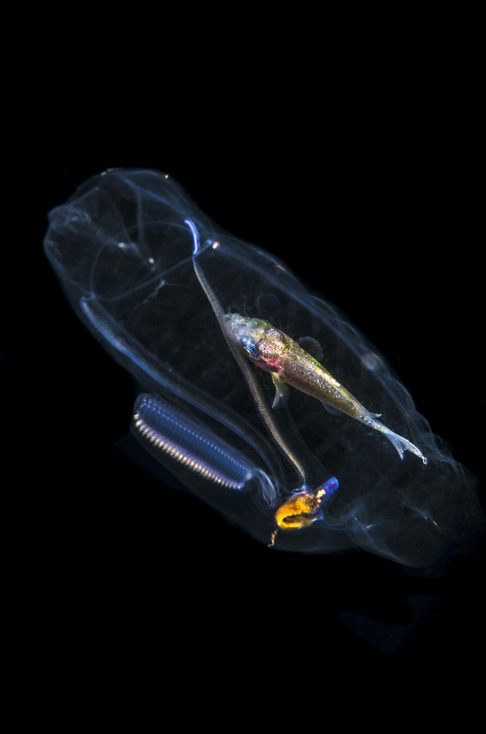 Mahlzeit! Fisch liegt im Bauch eines durchsichtigen Meeresbewohners.&nbsp;Dieses Foto entstand in ungefähr 150 Metern Tiefe. Es zeigt ein durchsichtiges Meereswesen, dessen Mittagessen noch deutlich in seinem durchsichtigen Magen zu sehen ist.