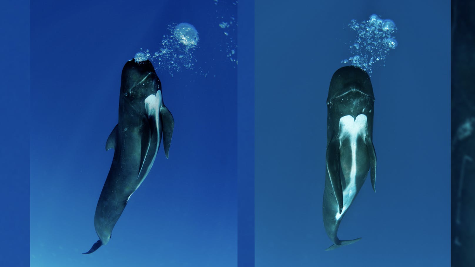 Der Pilotwal oder Grindwal gehört zur Familie der Delfine. Die Männchen können bis übr 8 Meter lang werden, die Weibchen bis zu 6 Meter. Auf dem Foto erzeugt ein Pilotwal vor Gibraltar gerade Blasen.&nbsp;