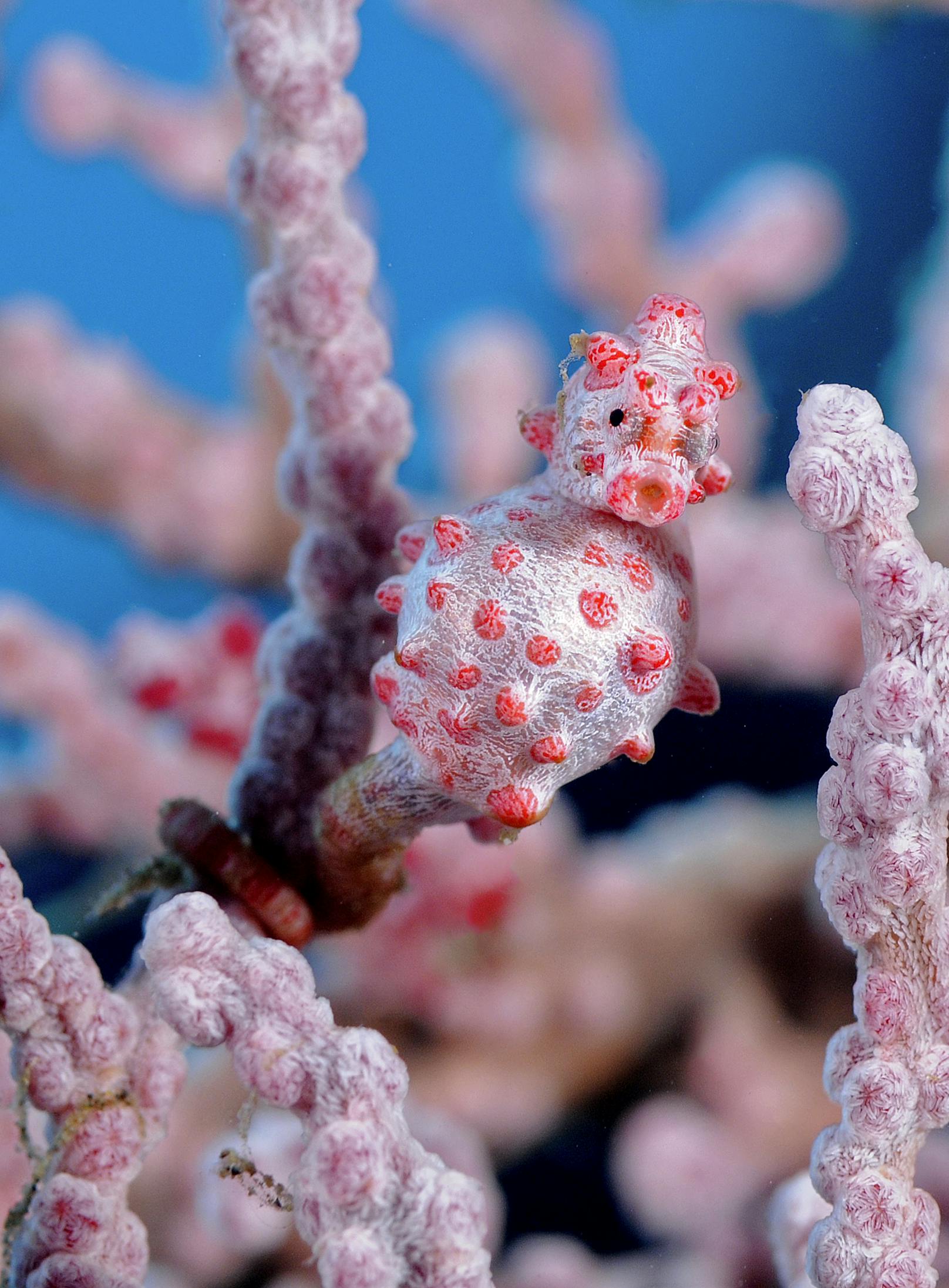 Ein Zwerg-Seepferdchen (Hippocampus bargibanti) zwischen Korallen. Das kleine Tierchen mit den großen Lippen wird bis zu 2 Zentimeter groß.&nbsp;