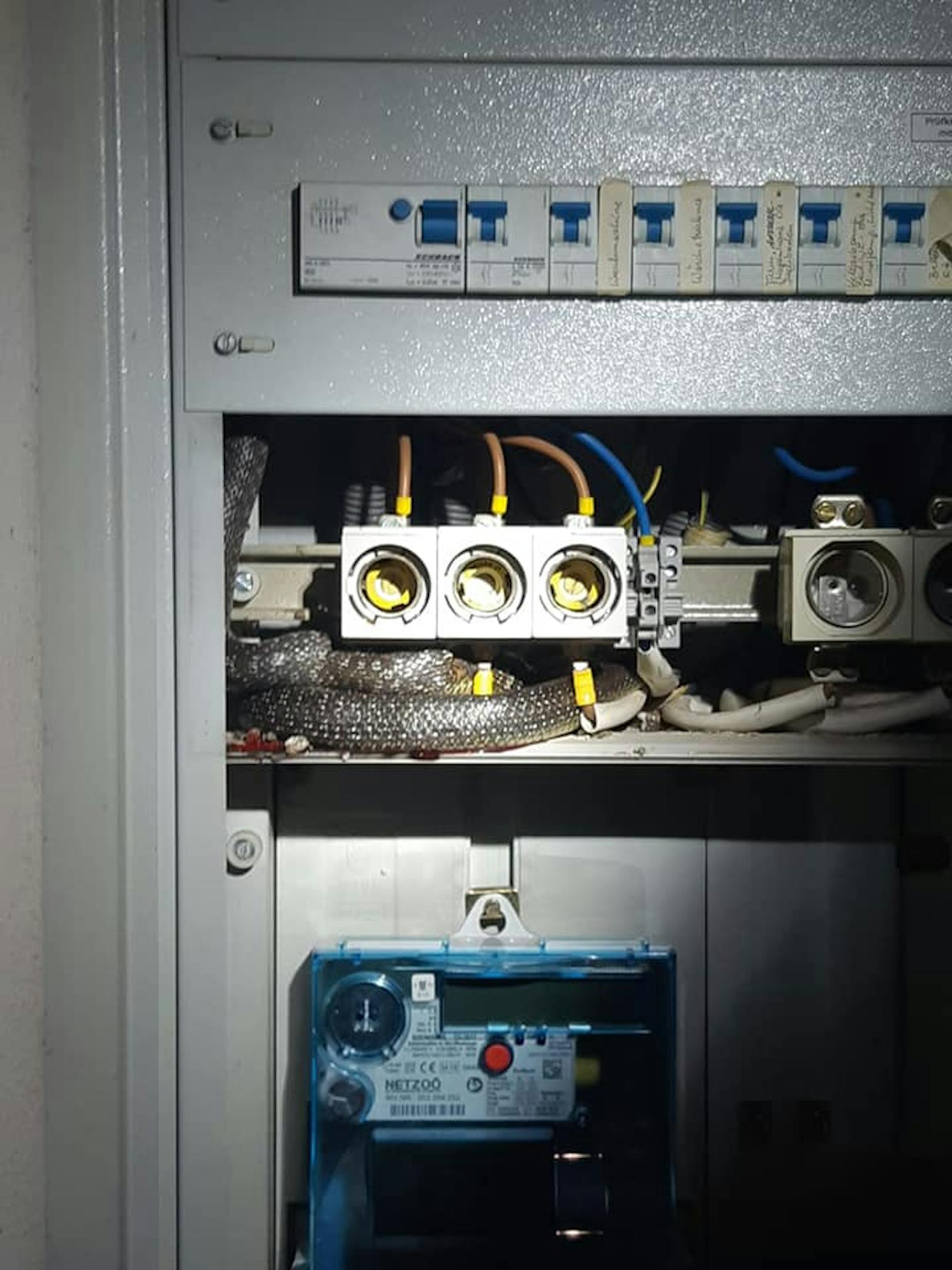 Eine Schlange in einem Stromverteilerkasten hat in der Nacht auf Sonntag für einen Kurzschluss in einem Wohnhaus in Asten (Oberösterreich) gesorgt.