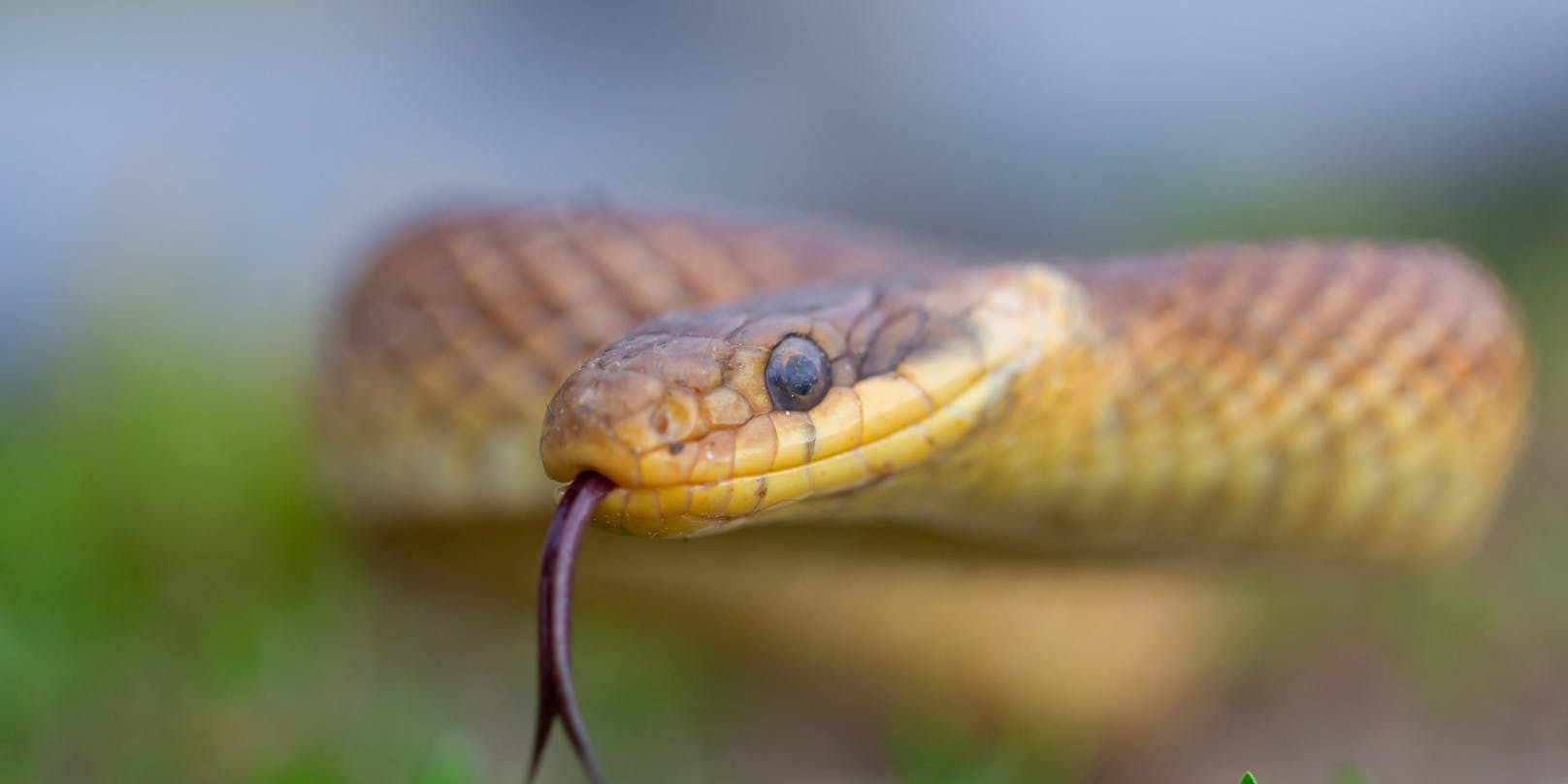 Die Äskulapnatter gehört zu den größten Schlangenarten Europas. Sie ist ungiftig.