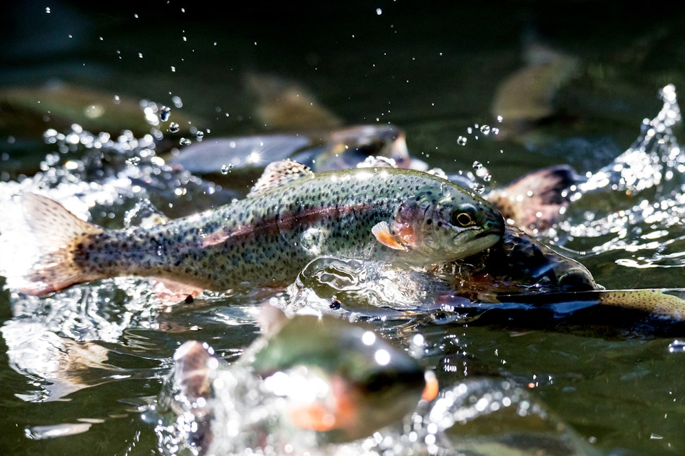 Insgesamt verendeten rund 100 Regenbogenforellen.