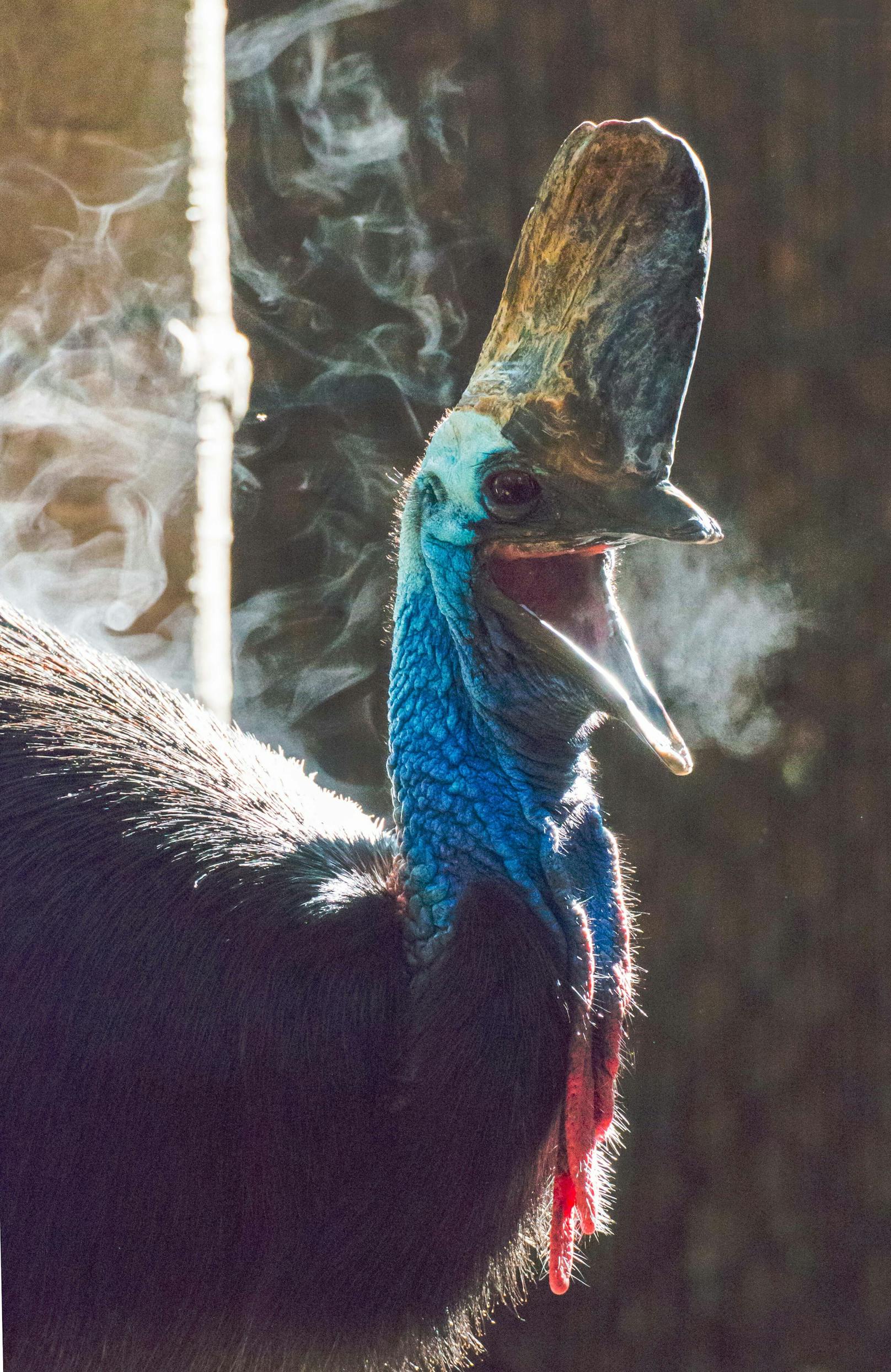 Kasuare gelten nach Angaben des San Diego Zoos als "tödlichste Vogelart der Welt"