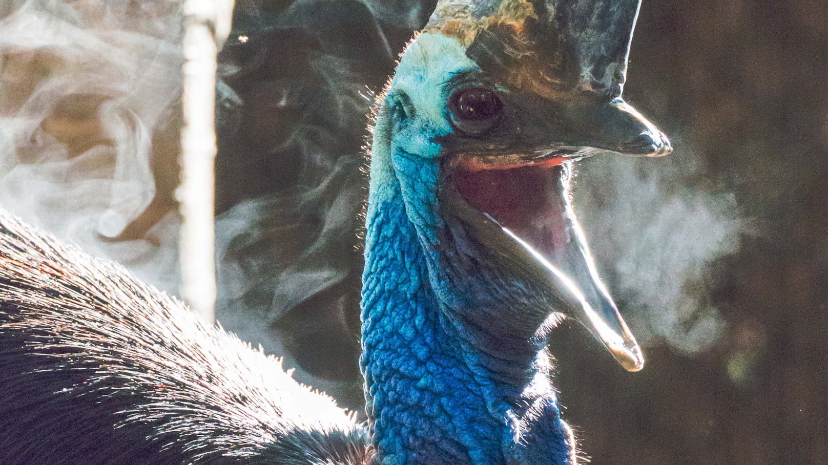Kasuare gelten nach Angaben des San Diego Zoos als "tödlichste Vogelart der Welt".