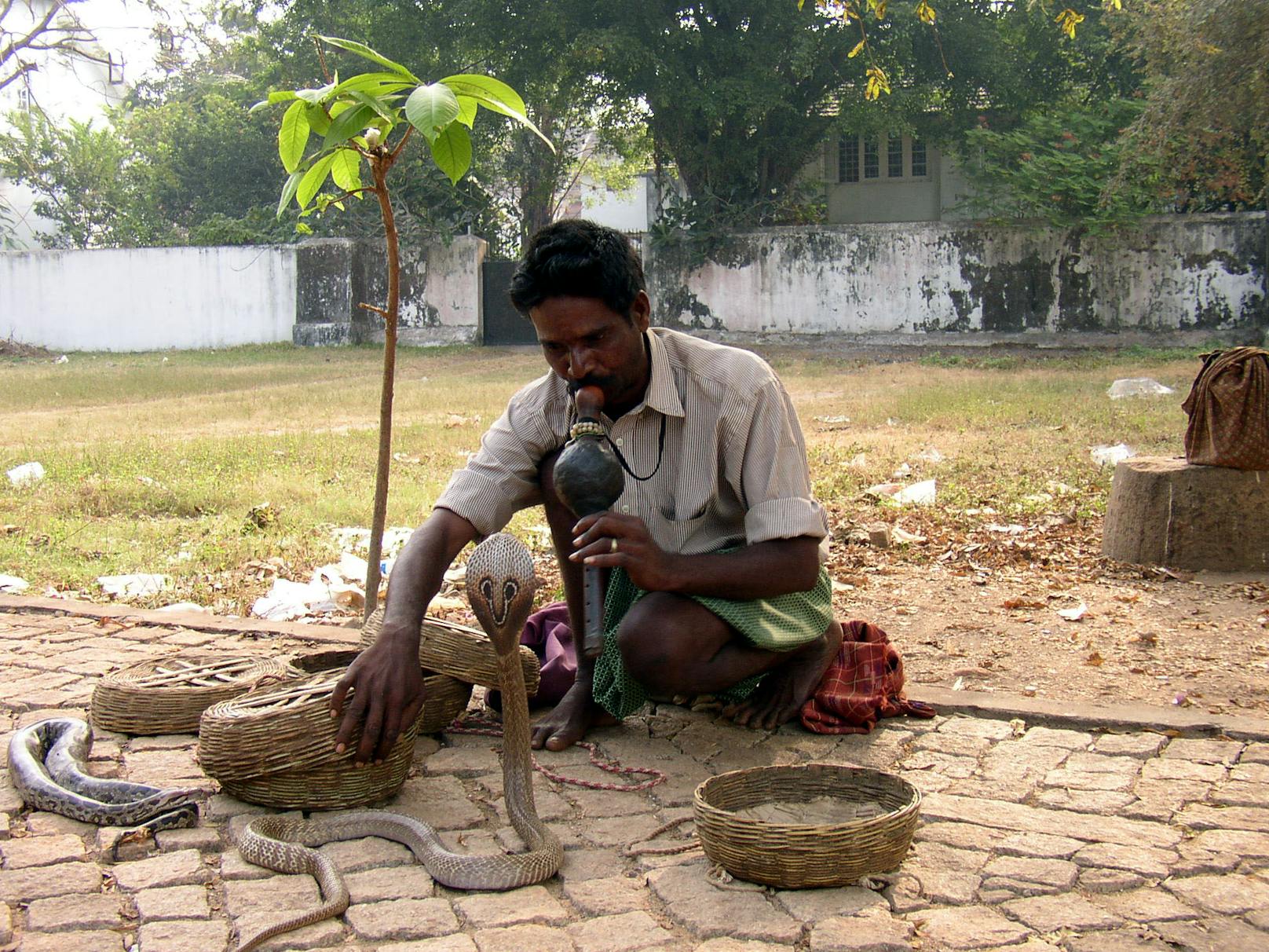 Schlangenbeschwörer in Kochi (Indien). Symbolbild