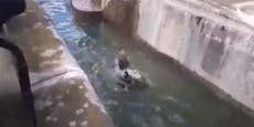 Mann dringt in Zoo-Gehege ein, will Bärin ertränken