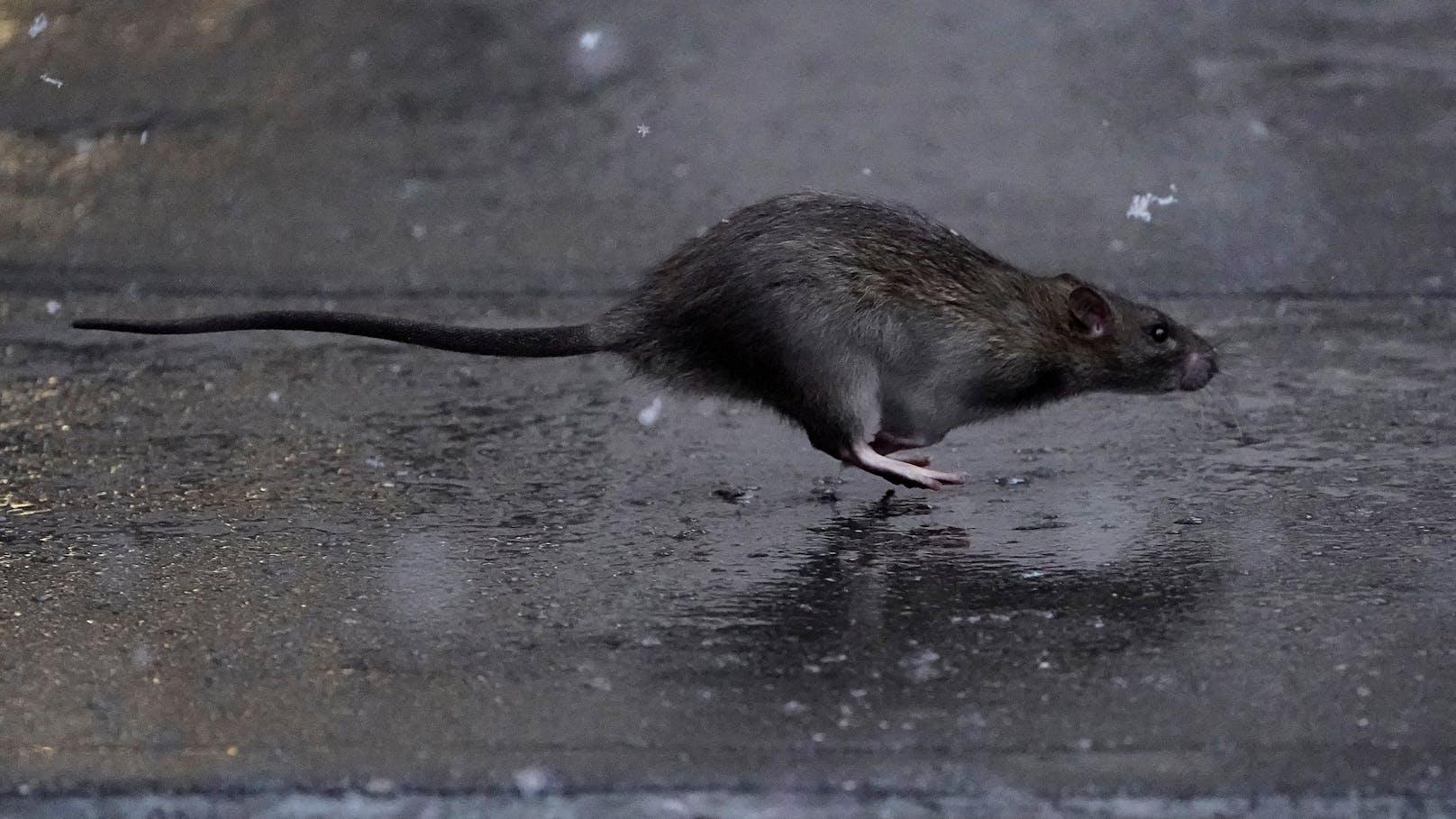 In Wien sind aufgrund der U-Bahnbaustellen seit Monaten viel mehr Ratten zu sehen.