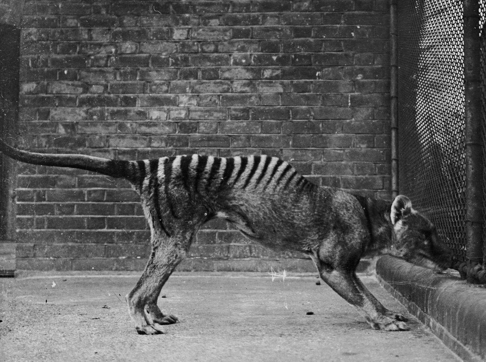 Der weltweit letzte bekannte Tasmanische Tiger starb 1936.<br>