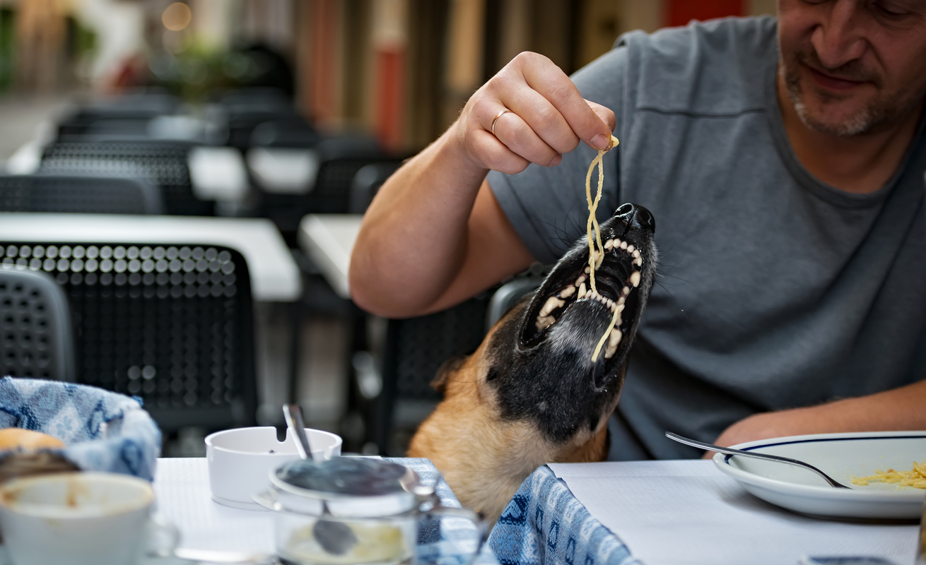 Damit solltest du deinen Hund nicht füttern Damit solltest du deinen Hund nicht füttern