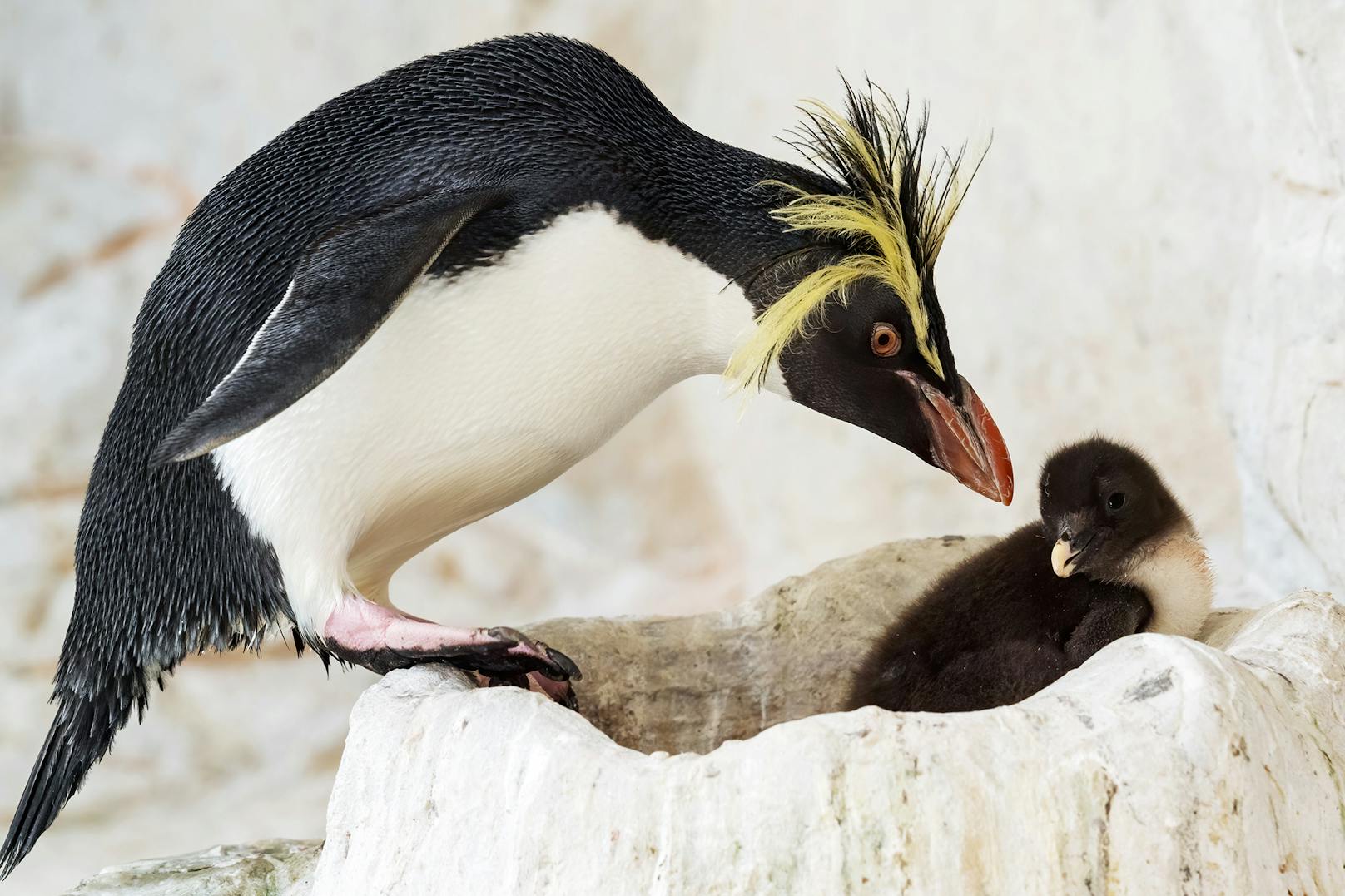 Eine Weile dürfen die Pinguin-Küken noch bei ihren Eltern bleiben. Etwas später werden sie dann von Tierpflegern hinter den Kulissen aufgezogen.