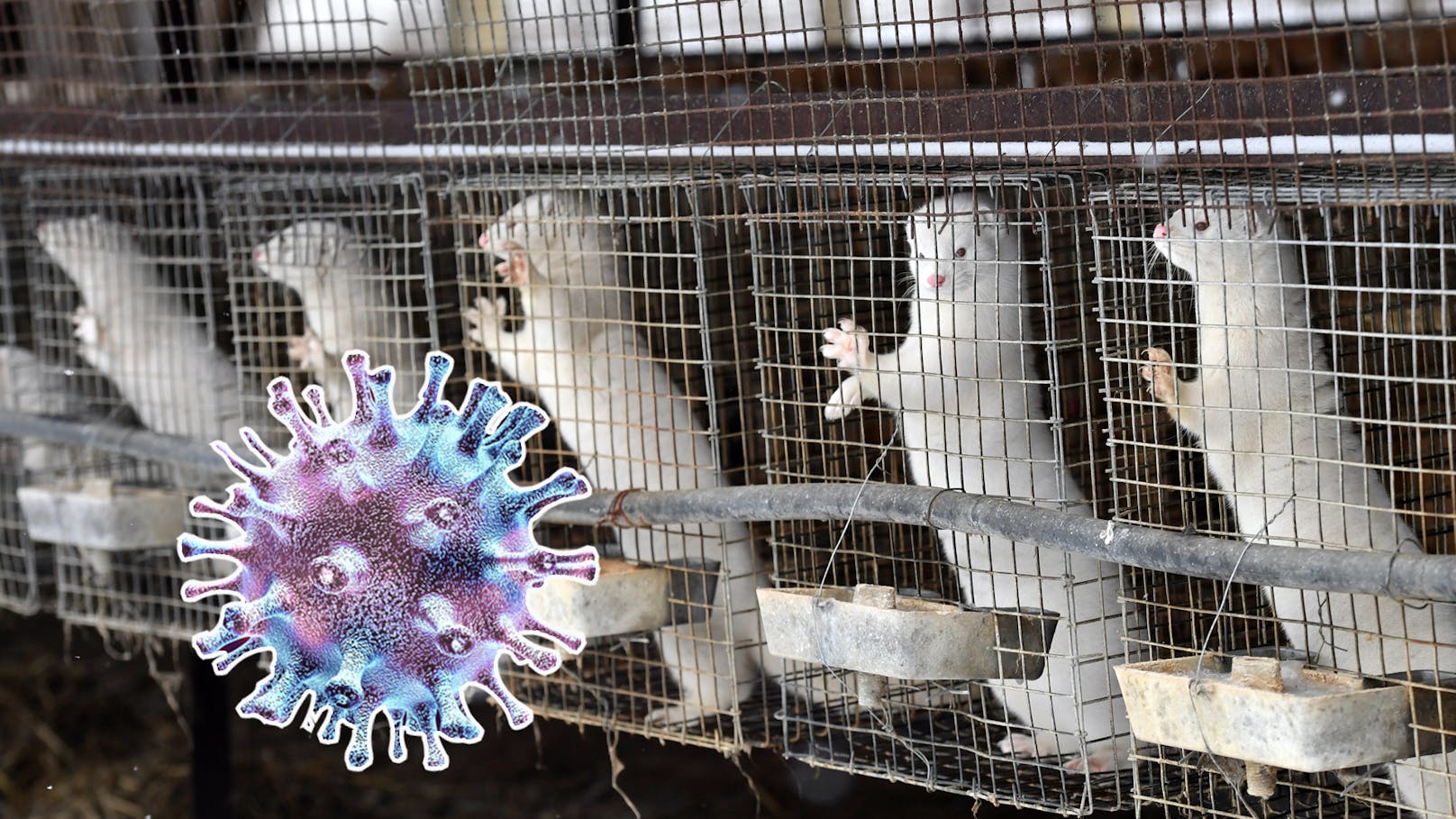Erneut Coronavirus in niederländischer Pelzfarm nachgewiesen. Tierschutzorganisationen fordern Schließung.