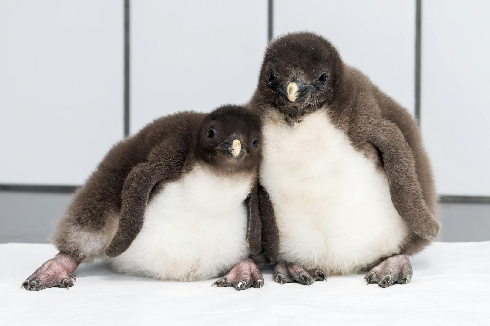 Während des Corona-Lockdown schlüpften im April 10 kleine Pinguine im Tiergarten Schönbrunn.