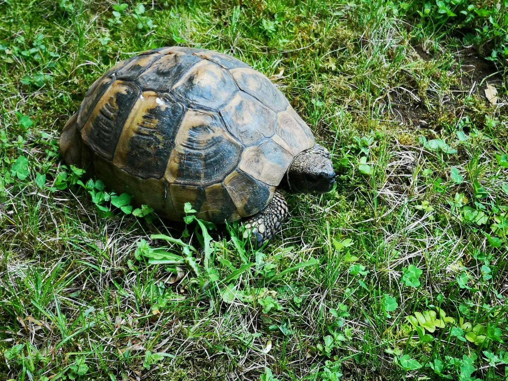 Ist über 116 Jahre alt:&nbsp;Schildkröte "Hansl".