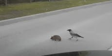 Kluge Krähe hilft Igel sicher über die Straße