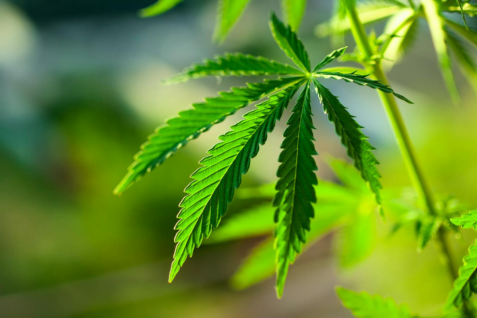 Möglicherweise könnte Cannabis gegen Corona eine vorbeugende Wirkung haben.
