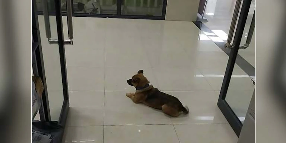 Hund Xiao Bao wartete drei Monate lang auf seinen verstorbenen Besitzer